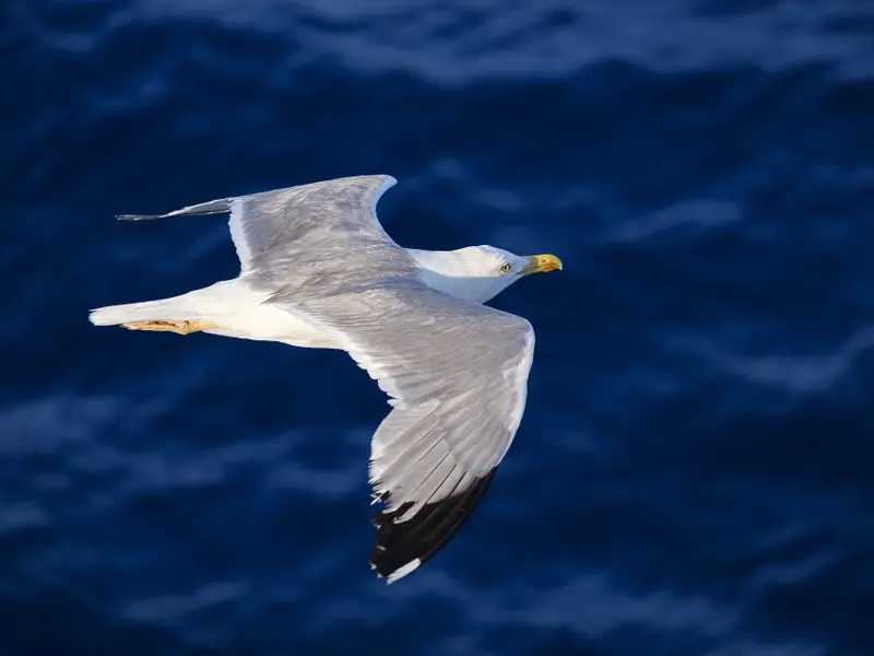 seagull-onboard.jpg
