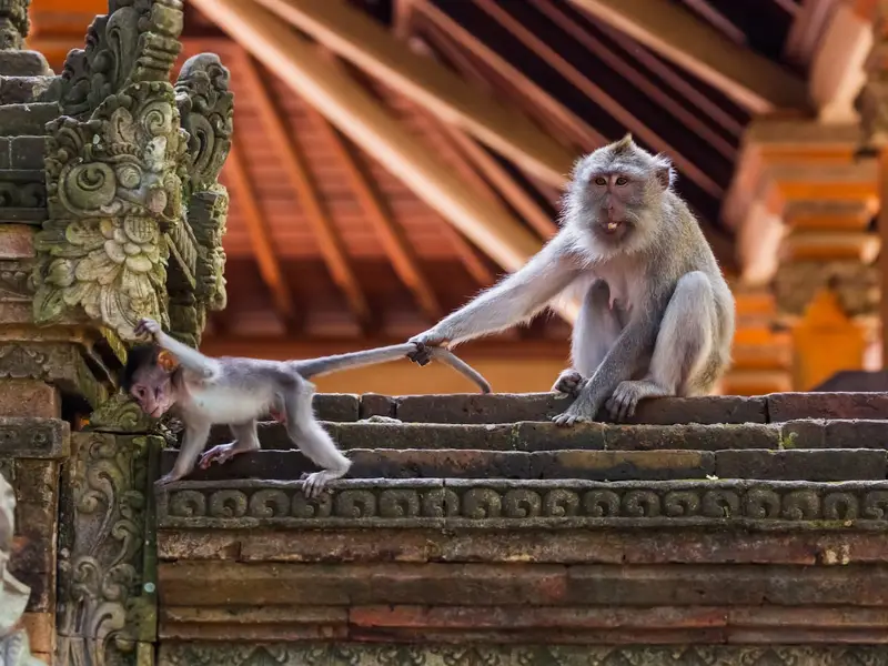 shutterstock_1805917033-monkey-in-forest-park-in-ubud---bali-indonesia-.jpg