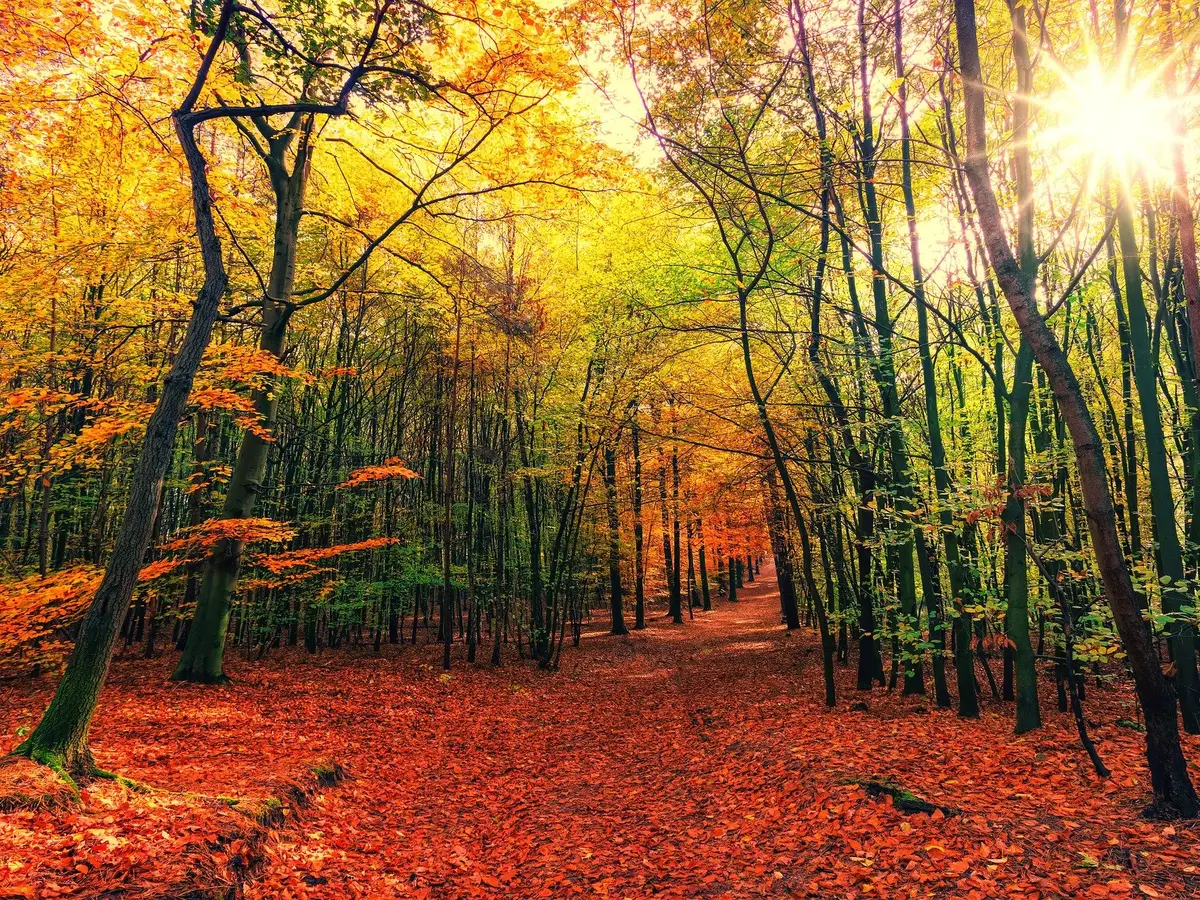 forest-3804001_1920.jpg