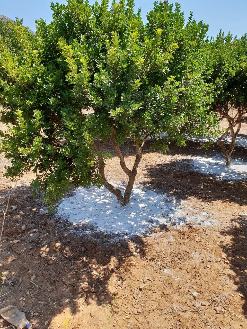 Μαστιχόδεντρο Χίος