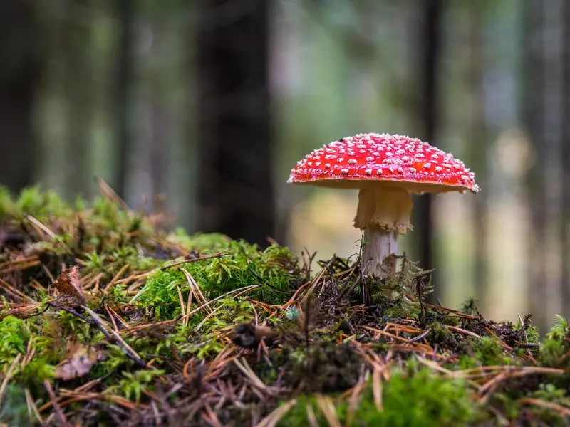 mushroom-11.jpg