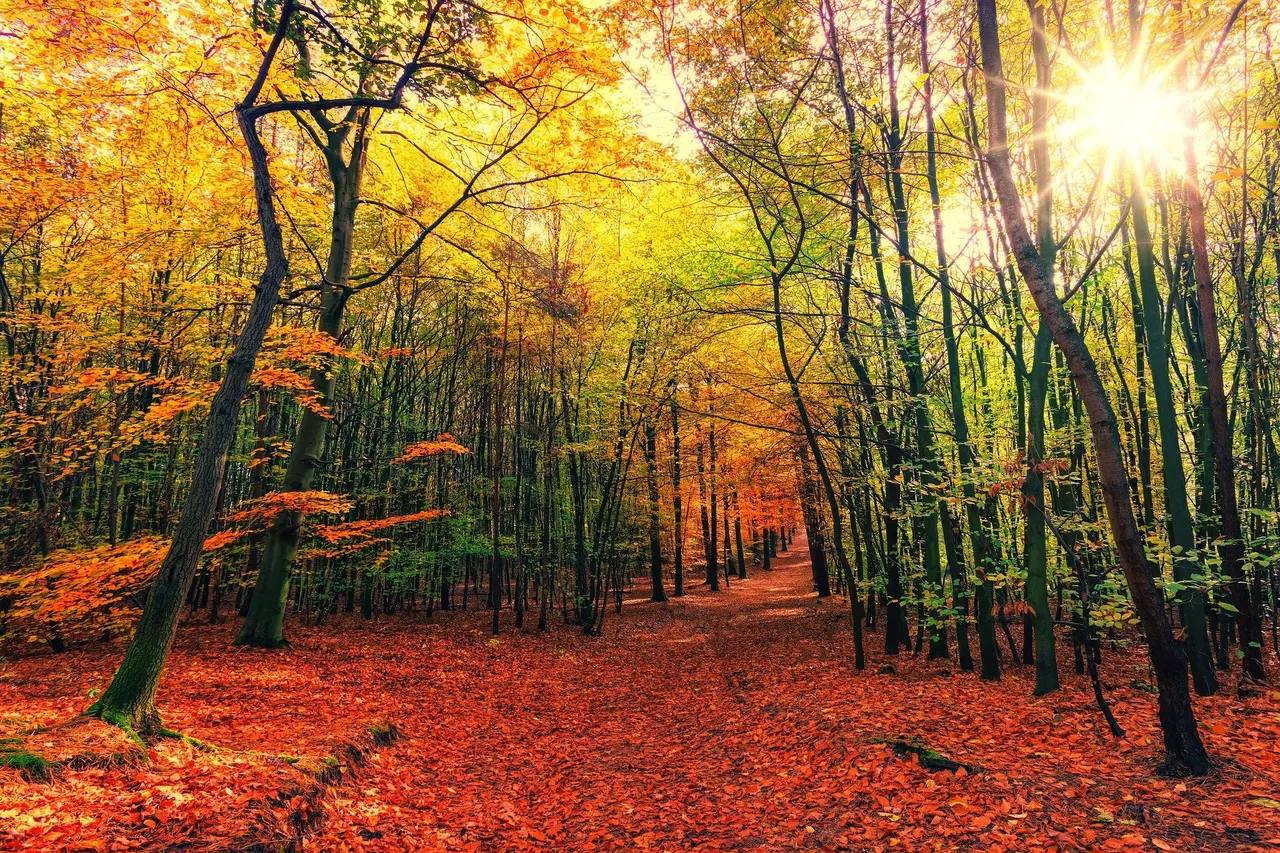 forest-3804001_1920.jpg