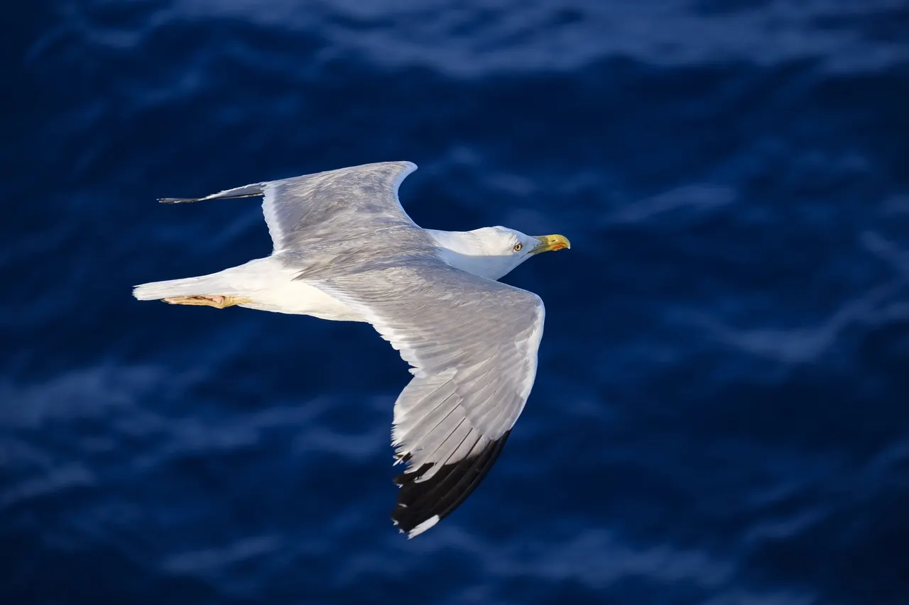 seagull-onboard.jpg