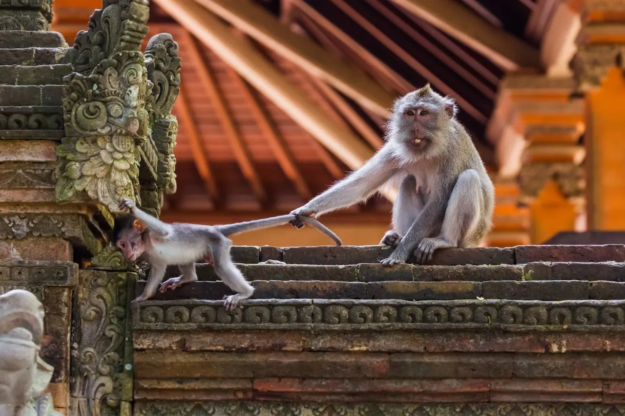 shutterstock_1805917033-monkey-in-forest-park-in-ubud---bali-indonesia-.jpg