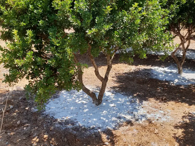 Μαστιχόδεντρο Χίος