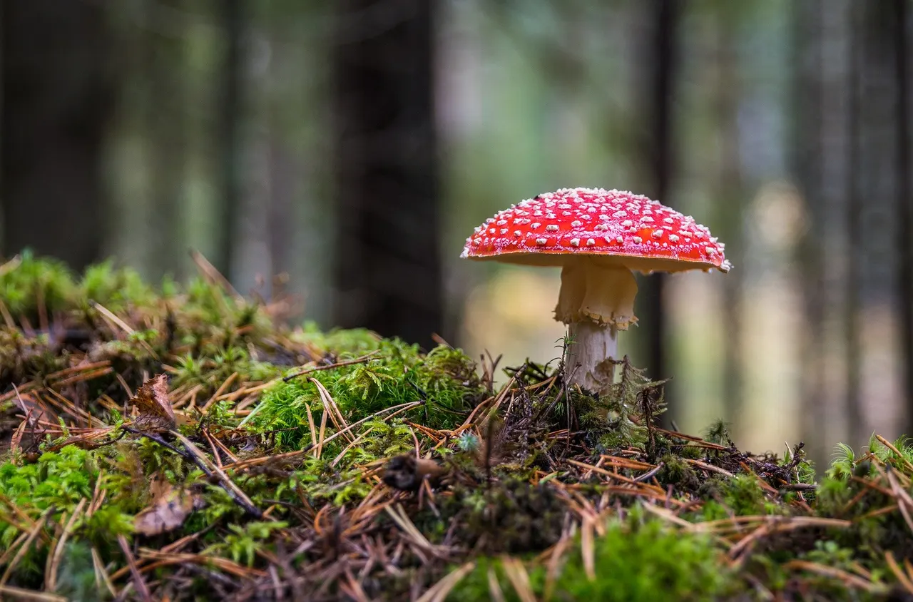 mushroom-11.jpg